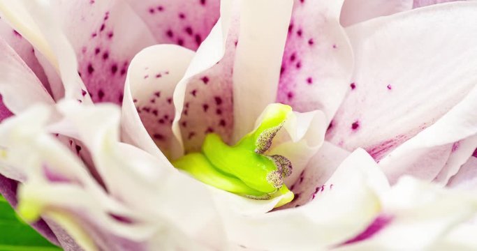 Beautiful white lily flower bud blooming timelapse, extreme close up. Time lapse of fresh Lilly opening closeup. Isolated on white background.