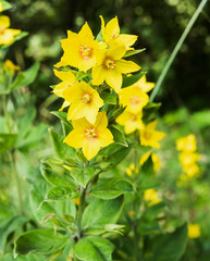Yellow Loosestrife, Lysimula vulgaris growing in Northumberland, UK
