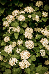 Lots of little white flowers. Background with small flowers.