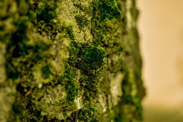 Macro shot of a tree bark. large structural texture