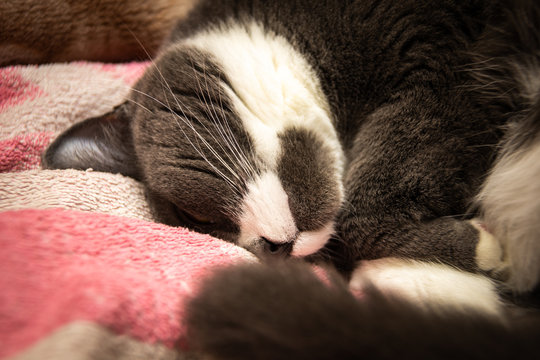 gray-white cat sleeps upside down on the bed