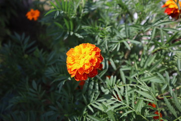 orange flowers on a green background