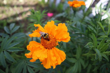 a bee on an orange flower
