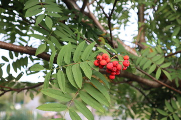 rowan branch on a tree with green leaves