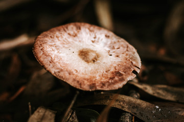 mushroom