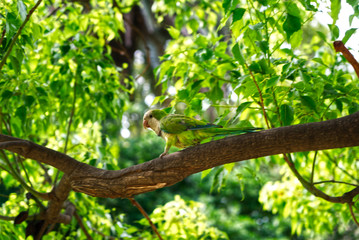 Parrot on a tree in a park in Barcelona, Catalonia, Spain
