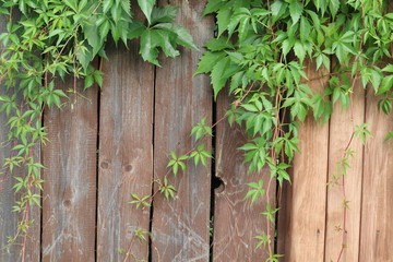 Fototapeta na wymiar green shrub on a brown fence