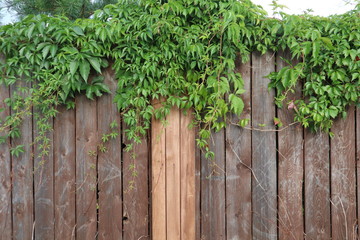 green shrub on a brown fence