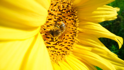 Honey bee covered with pollen collecting nectar  from yellow sunflower close up view. Macro footage of bee covered with pollen pollinating sunflower