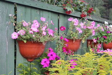 Fototapeta na wymiar garden flowers on the fence