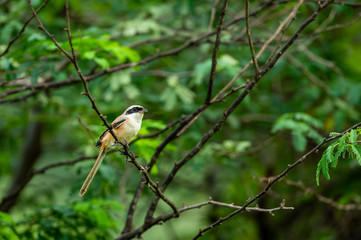 long-tailed shrike or rufous-backed shrike perched on branch in monsoon green background at jhalana forest reserve jaipur rajasthan india - Lanius schach