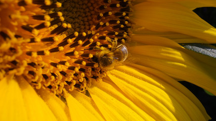 Honey bee covered with pollen collecting nectar  from yellow sunflower close up view. Macro footage of bee covered with pollen pollinating sunflower