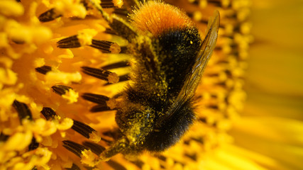 Close up view of yellow sunflower and bumblebee covered with pollen collecting nectar and pollen from sunflower. Macro footage of bumblebee covered with pollen.