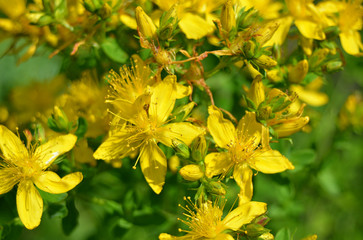 yellow meadow flowers on a blurred green grass background, close-up