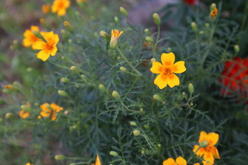 Obraz premium orange flowers on a green background
