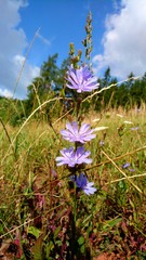 Beautiful flowers of Central Europe.