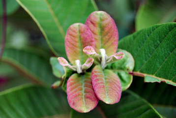 a wild plant in garden