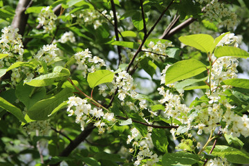Obraz premium Blooming apple tree, small white flowers on a blurred background. Beautiful delicate photo of flowers for summer mood. Stock photo for web and print with empty space for text and design.
