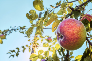 Shiny delicious apples hanging from a tree branch in an apple orchard