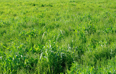 Natural background of green grass on a sunny day, Fresh succulent photography of nature for eco style background and wallpaper. Stock photo with empty space for text and design