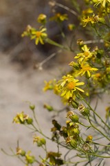 Head inflorescences of yellow blossom on Threadleaf Ragwort, Senecio Flaccidus, Asteraceae, native perennial subshrub in Pioneertown Mountains Preserve, Southern Mojave Desert, Springtime.