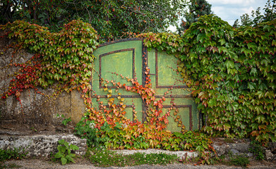 Fototapeta na wymiar Nice old iron gate covered with ivy