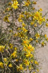 Obraz premium Head inflorescences of yellow blossom on Threadleaf Ragwort, Senecio Flaccidus, Asteraceae, native perennial subshrub in Pioneertown Mountains Preserve, Southern Mojave Desert, Springtime.