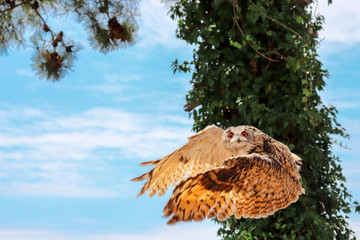 Fototapeta premium eagle owl
