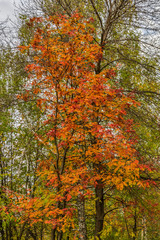 Autumn  colors