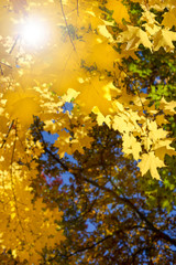 yellow autumn maple leaves in the forest