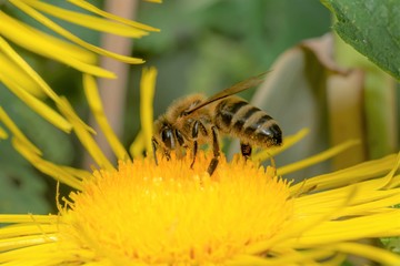 Honey bee sits on a yellow flower against a green blurred background