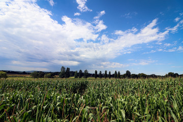 Corn crop field in the UK