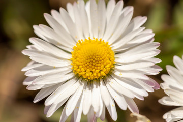 Fototapeta premium Daisy flower macro