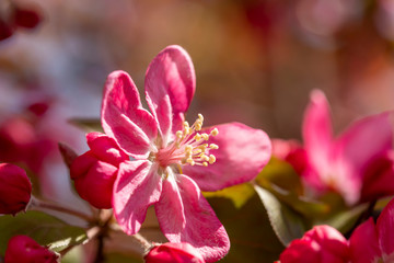 Obraz na płótnie Canvas Twing with spring flowers close up