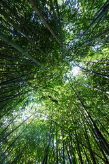 Obraz premium Bambusgras aus der Froschperspektive