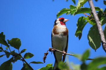 Beautiful colorful close-up european goldfinch (serinus serinus) with shiny feathers