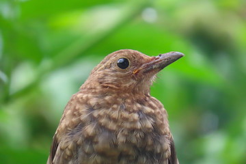 Beautiful close-up female eurasian blackbird (turdus merula) with blurry green background. Beautiful close-up of a female blackbird.