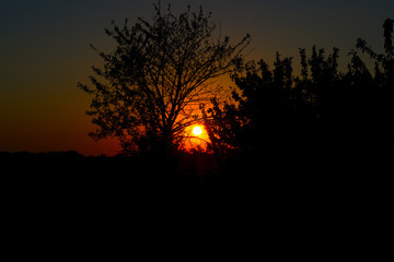 Silhouettes of tree branches at sunset