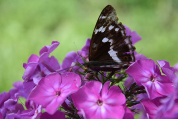 butterfly on a flower
