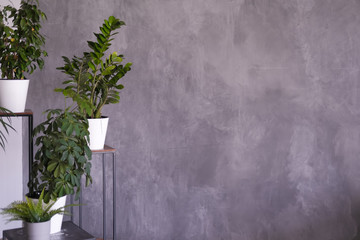 indoor plants on a stand on a dark gray background