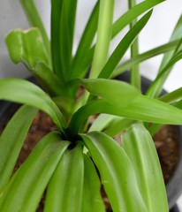 looking through the leaves of the plant