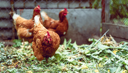 Chickens on dried grass in enclosure. Brown hens walking on heap of dried grass in enclosure on summer day on farm