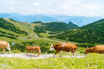 Fototapeta na wymiar Cow and calf spends the summer months on an alpine meadow in Alps. Many cows on pasture. Austrian cows on green hills in Alps. Alpine landscape in cloudy Sunny day. Cow standing on road through Alps