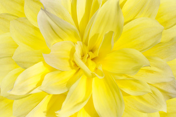Obraz na płótnie Canvas Yellow dahlia flower close up