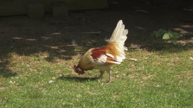 cock walking around in a park 4k