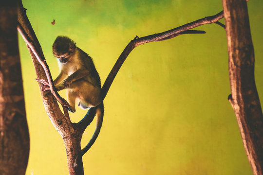Gabon Talapoin Monkey (Miopithecus ogouensis). Northern talapoin.