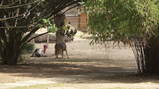 Reeve's muntjac running in 4k