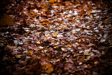 Fallen leaves. Foliage on the ground