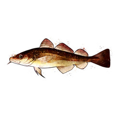Codfish, watercolor isolated illustration of a fish. © conceptcafe