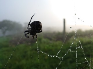 A large fat spider on a wet web